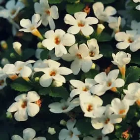 Bacopa Monnieri plant