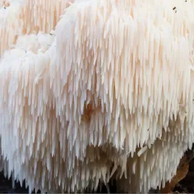 Lion's Mane mushroom